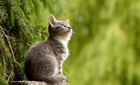 Kitten sitting on a stump looking up
